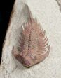 Rare Parvilichas Trilobite From Zagora - New Genus #11823-2